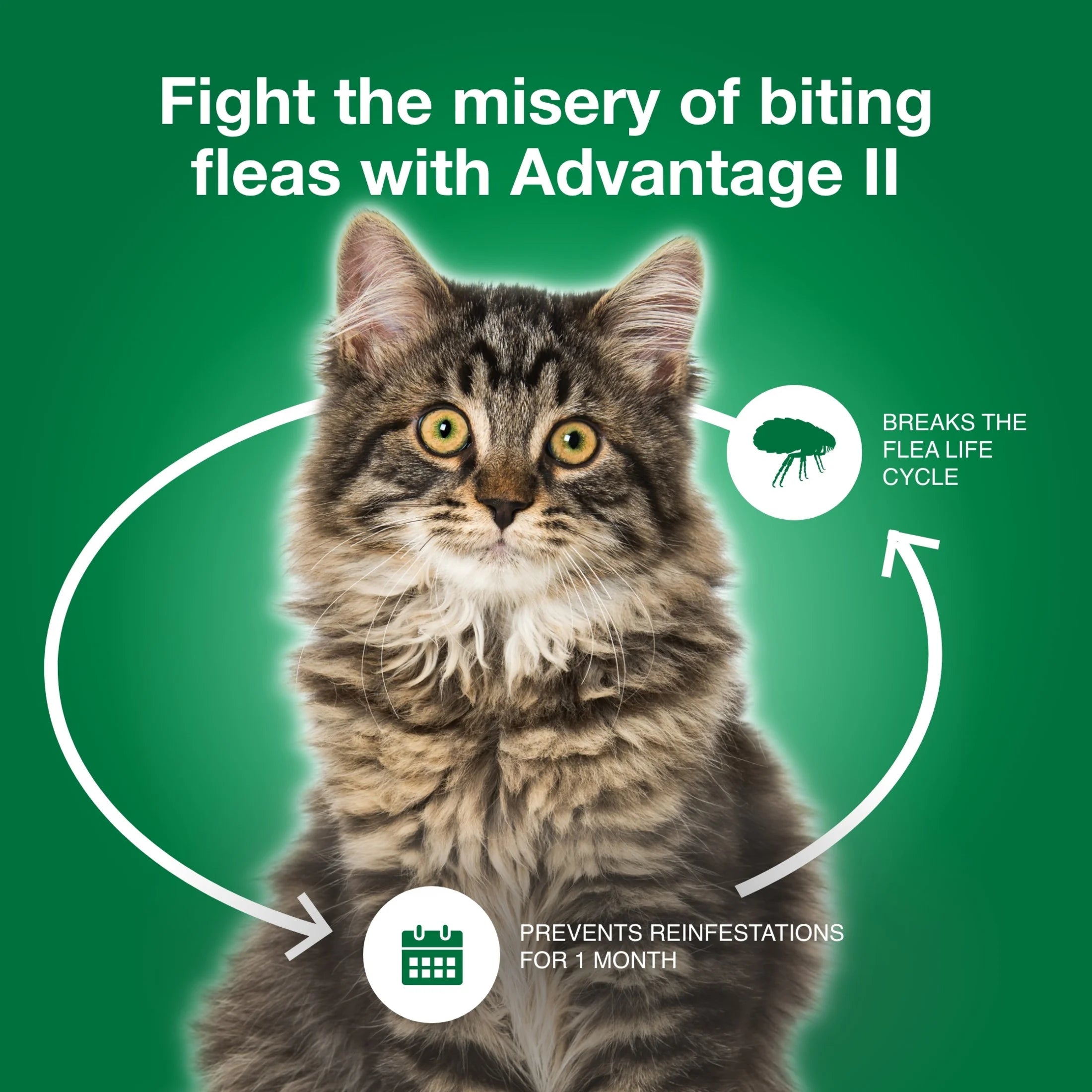 (3 Pack)  Vet-Recommended Flea Prevention for Large Cats 9 Lbs+, 2-Monthly Treatments