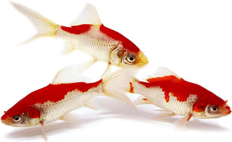 Sarasa Comet Goldfish: Live Red and White Goldfish with a Variety of Patterns - Perfect for Stocking Ponds, Aquariums, or Tanks - 2-3 Inches, 5 Count