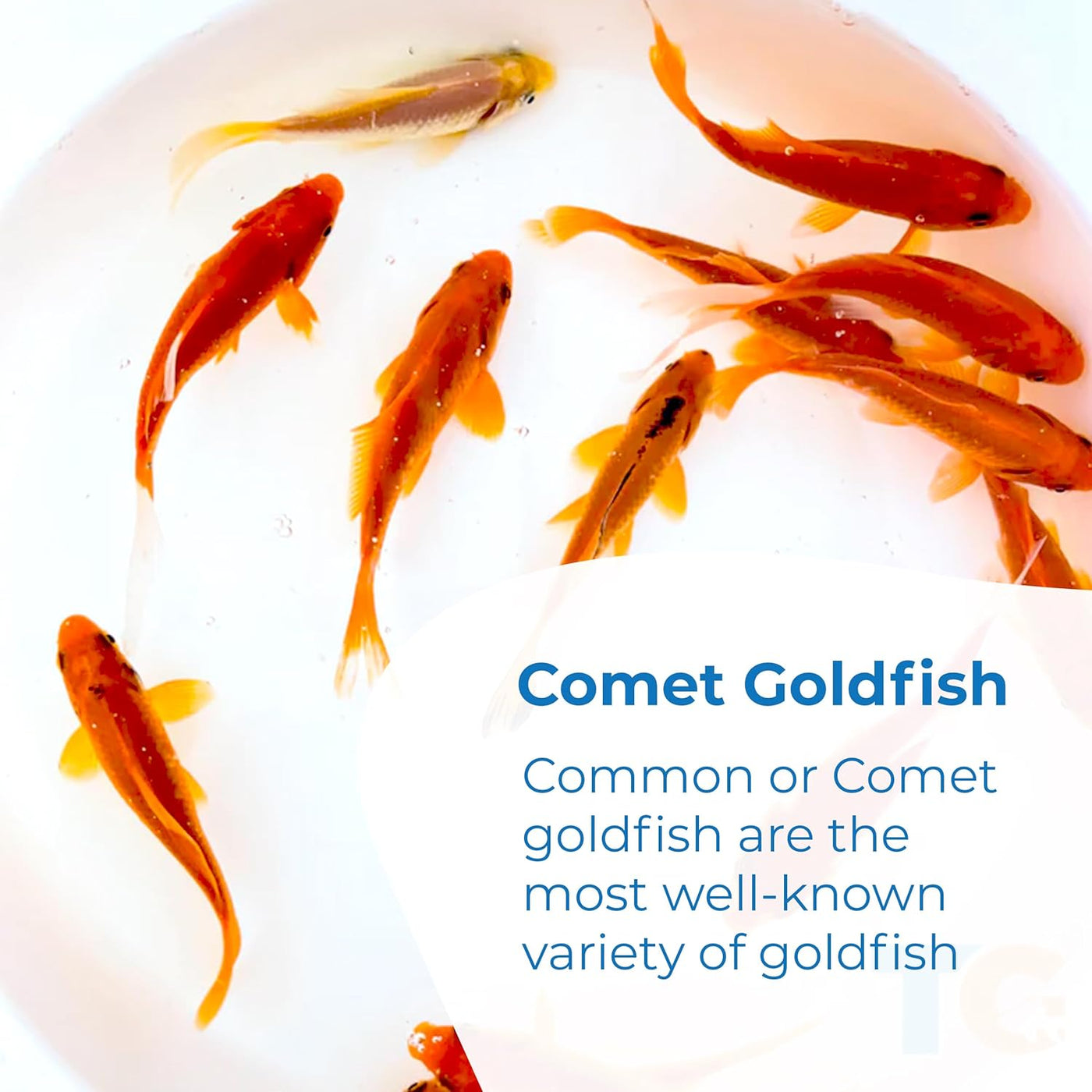Classic Comet Goldfish: Live Goldfish with a Variety of Sizes for Ponds, Tanks, and Aquariums - 5-6 Inches, 5 Count