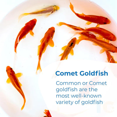 Classic Comet Goldfish: Live Goldfish with a Variety of Sizes for Ponds, Tanks, and Aquariums - 5-6 Inches, 5 Count