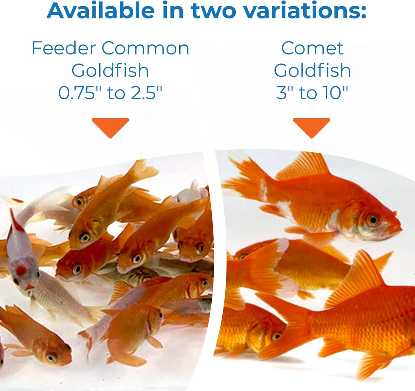 Classic Comet Goldfish: Live Goldfish with a Variety of Sizes for Ponds, Tanks, and Aquariums - 5-6 Inches, 5 Count