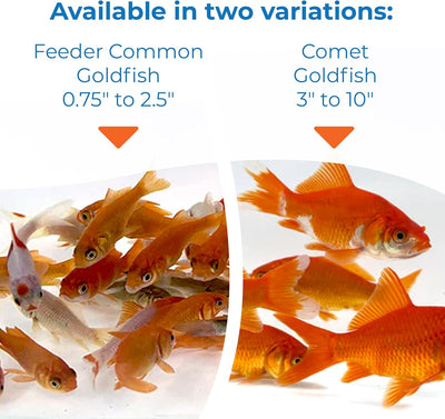 Classic Comet Goldfish: Live Goldfish with a Variety of Sizes for Ponds, Tanks, and Aquariums - 5-6 Inches, 5 Count