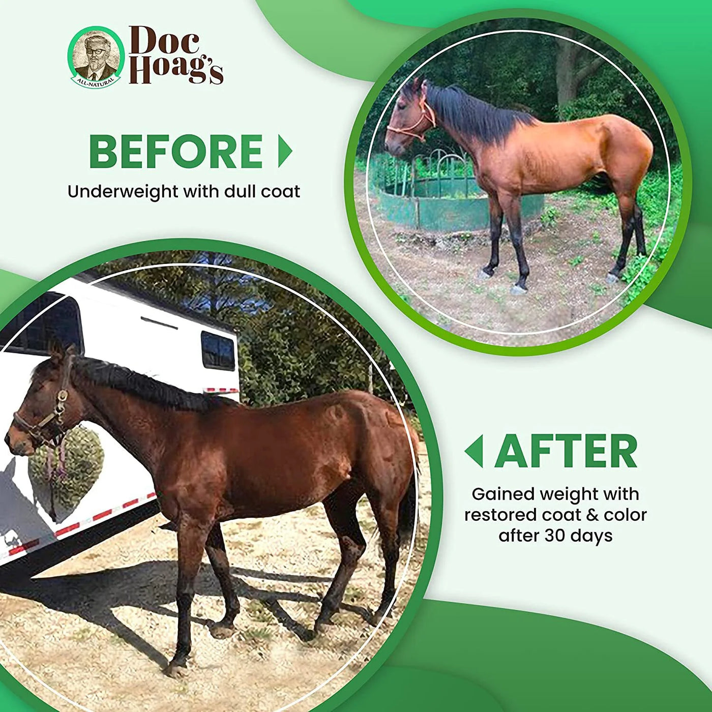 Aloe-Agave Supplement for Horses and Other Large Animals by Doc Hoag'S
