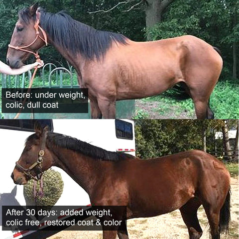 Aloe-Agave Supplement for Horses and Other Large Animals by Doc Hoag'S