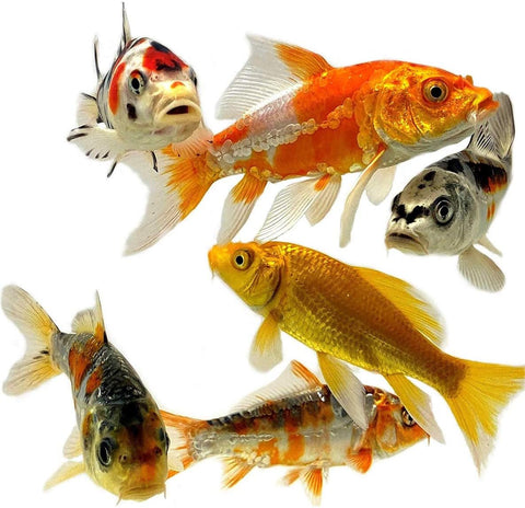 Live Butterfly and Standard Fin Koi Combo, Live Fish with a Variety of Colors and Patterns - Perfect for Ponds, Tanks, and Aquariums - 3-4 Inches, 4 Count