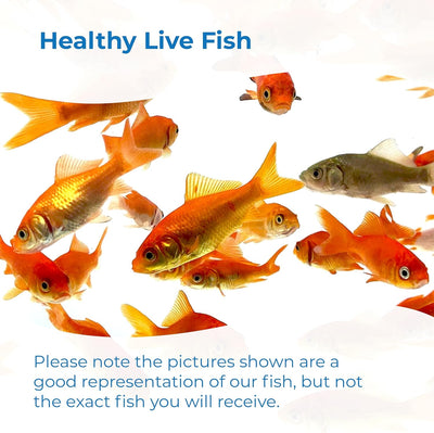 Classic Comet Goldfish: Live Goldfish with a Variety of Sizes for Ponds, Tanks, and Aquariums - 5-6 Inches, 5 Count