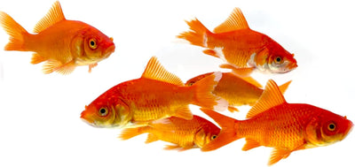 Classic Comet Goldfish: Live Goldfish with a Variety of Sizes for Ponds, Tanks, and Aquariums - 5-6 Inches, 5 Count