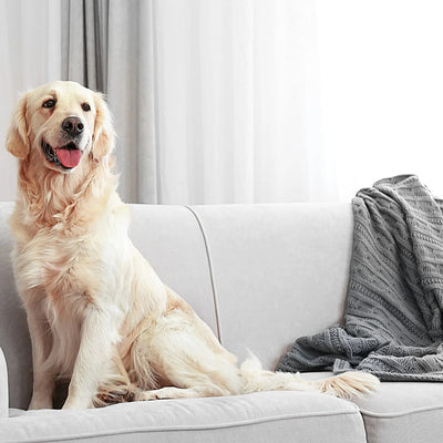 Flea Killer for Carpets Powder, 20 Oz