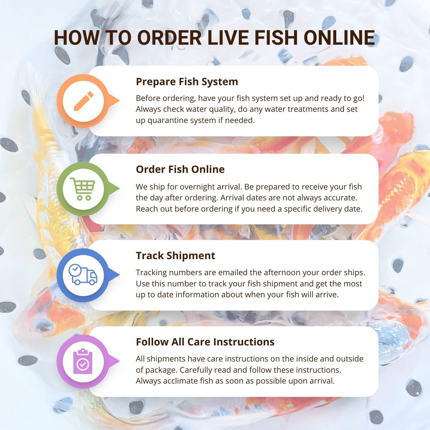 Live Butterfly and Standard Fin Koi Combo, Live Fish with a Variety of Colors and Patterns - Perfect for Ponds, Tanks, and Aquariums - 3-4 Inches, 4 Count