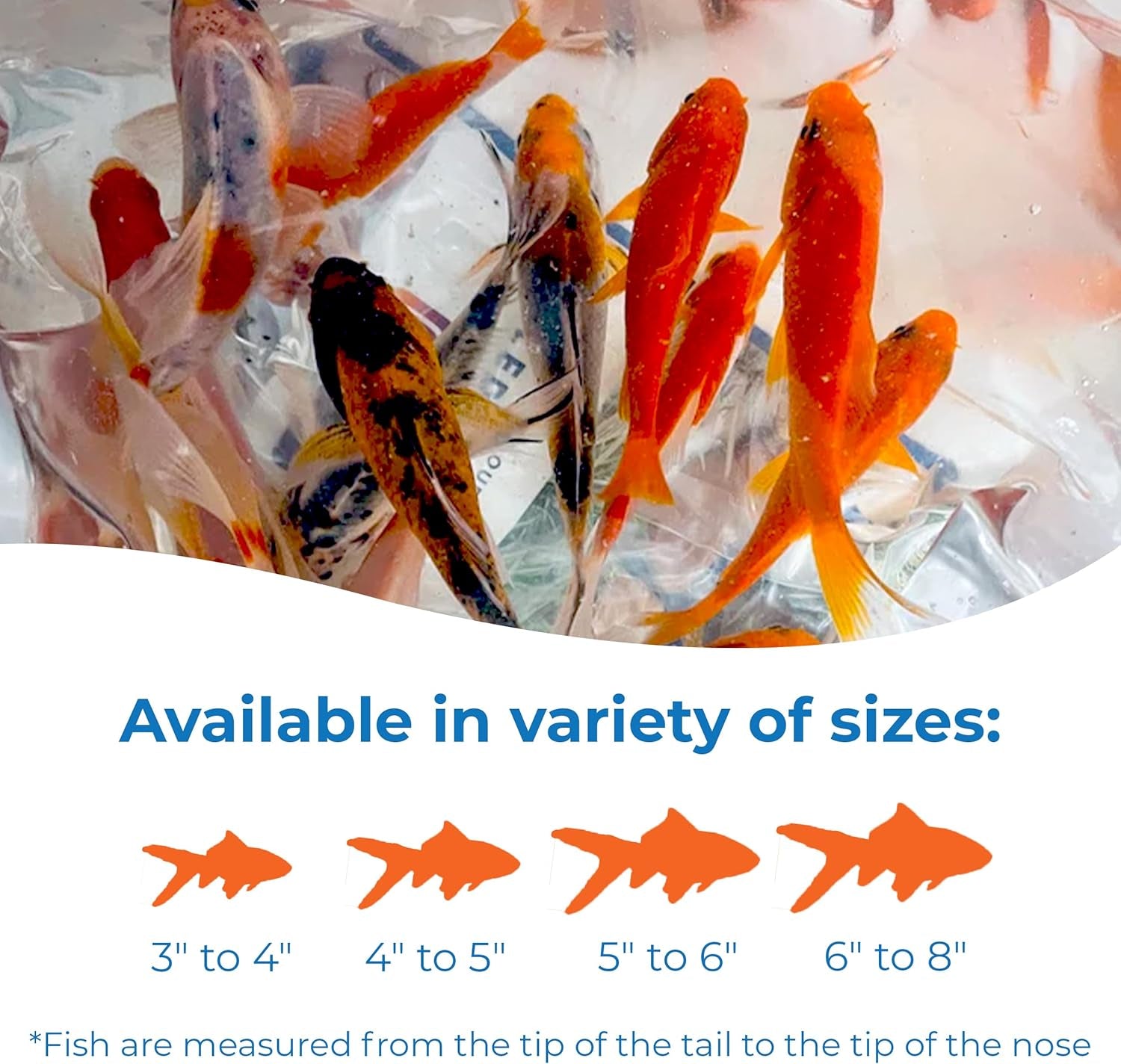Live Shubunkin, Sarasa, and Comet Goldfish Combo, Live Fish with a Variety of Colors and Patterns - Perfect for Ponds, Tanks, and Aquariums - 4-5 Inches, 8 of Each, 24 Total Count