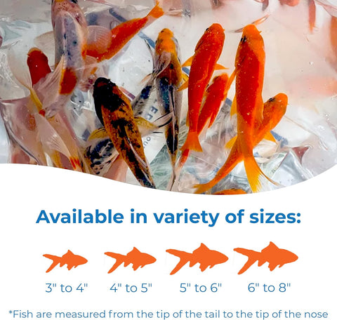 Live Shubunkin, Sarasa, and Comet Goldfish Combo, Live Fish with a Variety of Colors and Patterns - Perfect for Ponds, Tanks, and Aquariums - 4-5 Inches, 8 of Each, 24 Total Count