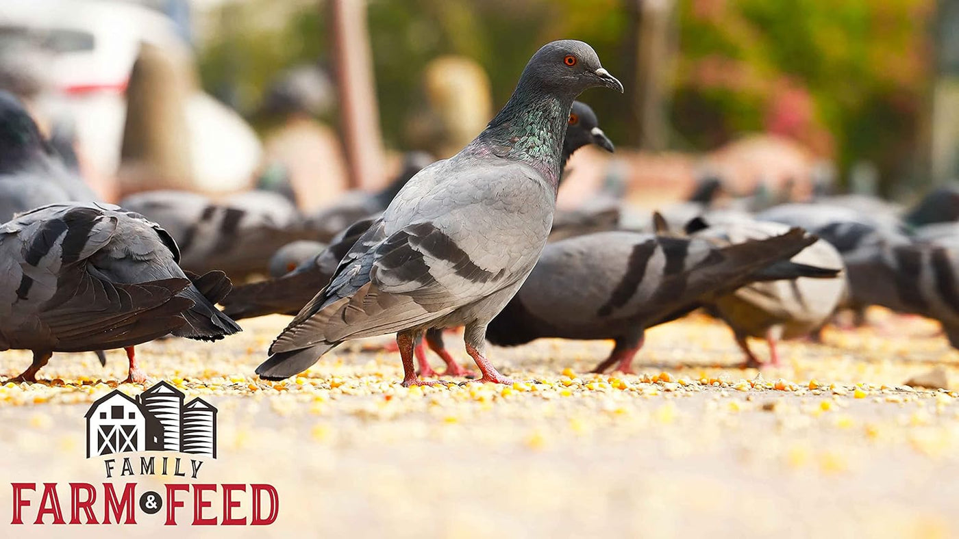 | Four Seasons | Cracked Corn | Wild Bird Food | Backyard Songbird | 4 Pounds