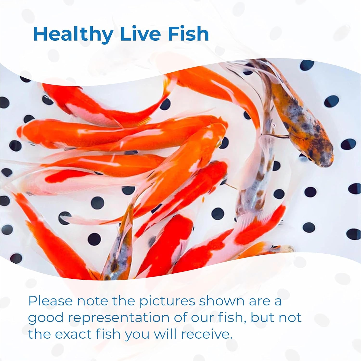 Live Shubunkin, Sarasa, and Comet Goldfish Combo, Live Fish with a Variety of Colors and Patterns - Perfect for Ponds, Tanks, and Aquariums - 4-5 Inches, 8 of Each, 24 Total Count