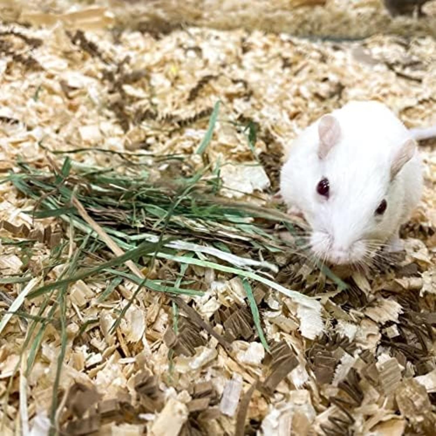 | Fresh Timothy Hay (24 Ounce) | Great for All Ages | High-Altitude Hay Pet Food for Rabbits, Guinea Pigs, Chinchillas, Hamsters, and Other Small Pets