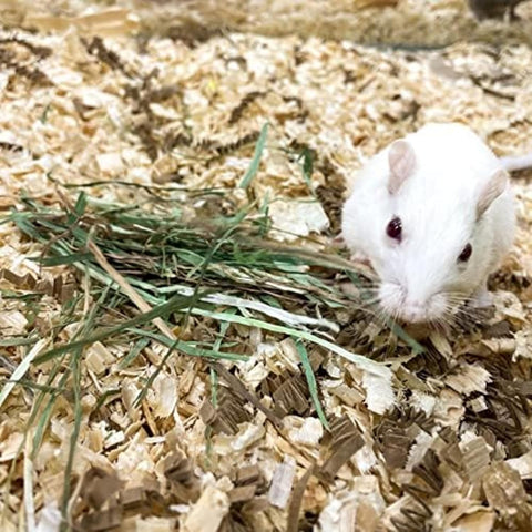 | Fresh Timothy Hay (24 Ounce) | Great for All Ages | High-Altitude Hay Pet Food for Rabbits, Guinea Pigs, Chinchillas, Hamsters, and Other Small Pets