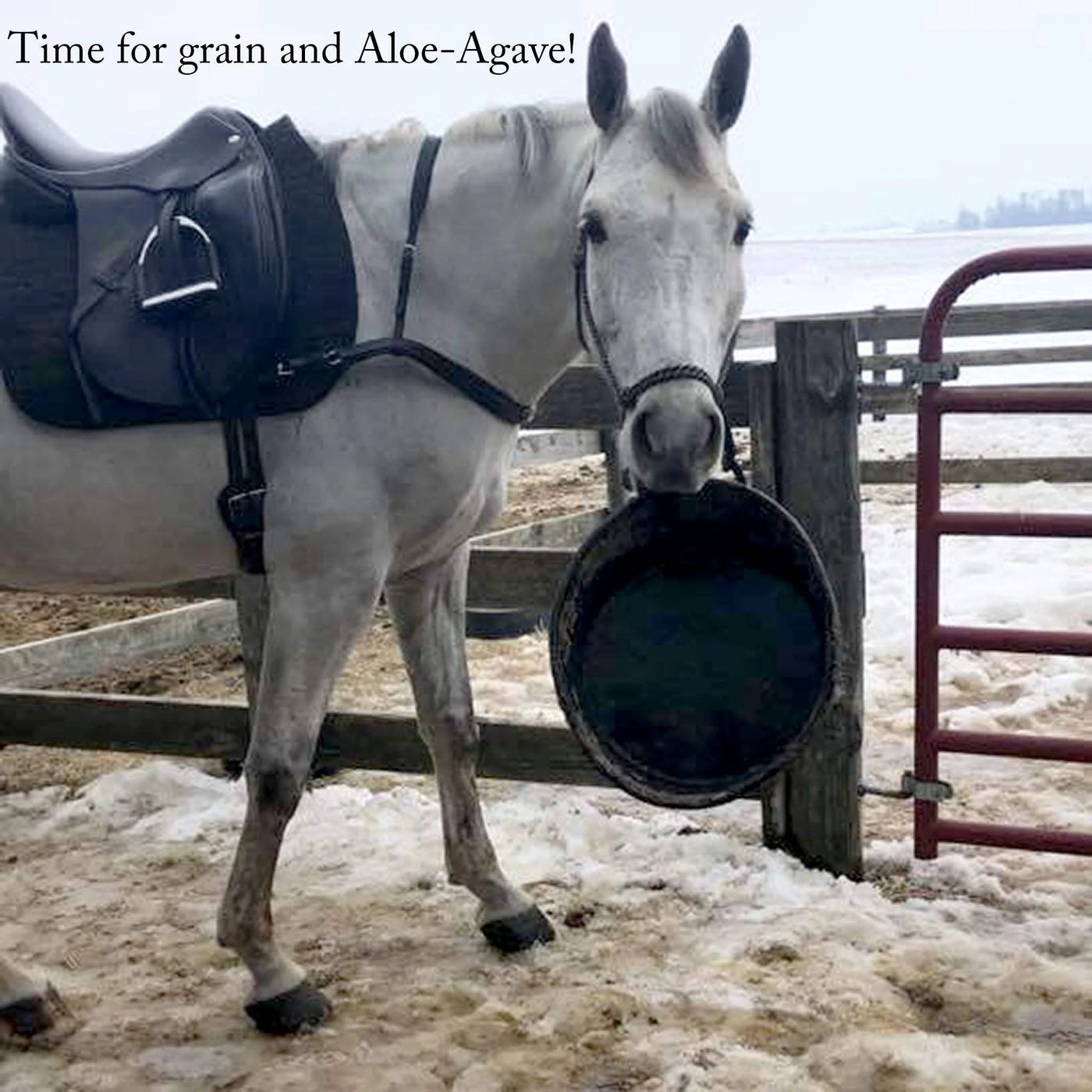 Aloe-Agave Supplement for Horses and Other Large Animals by Doc Hoag'S