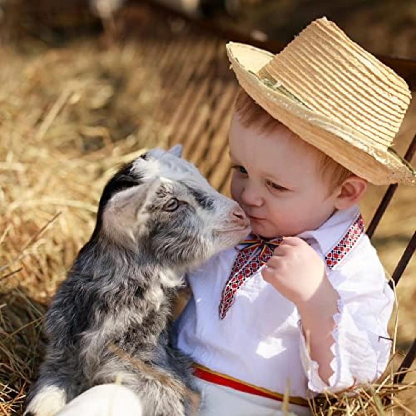 | Fresh Timothy Hay (24 Ounce) | Great for All Ages | High-Altitude Hay Pet Food for Rabbits, Guinea Pigs, Chinchillas, Hamsters, and Other Small Pets