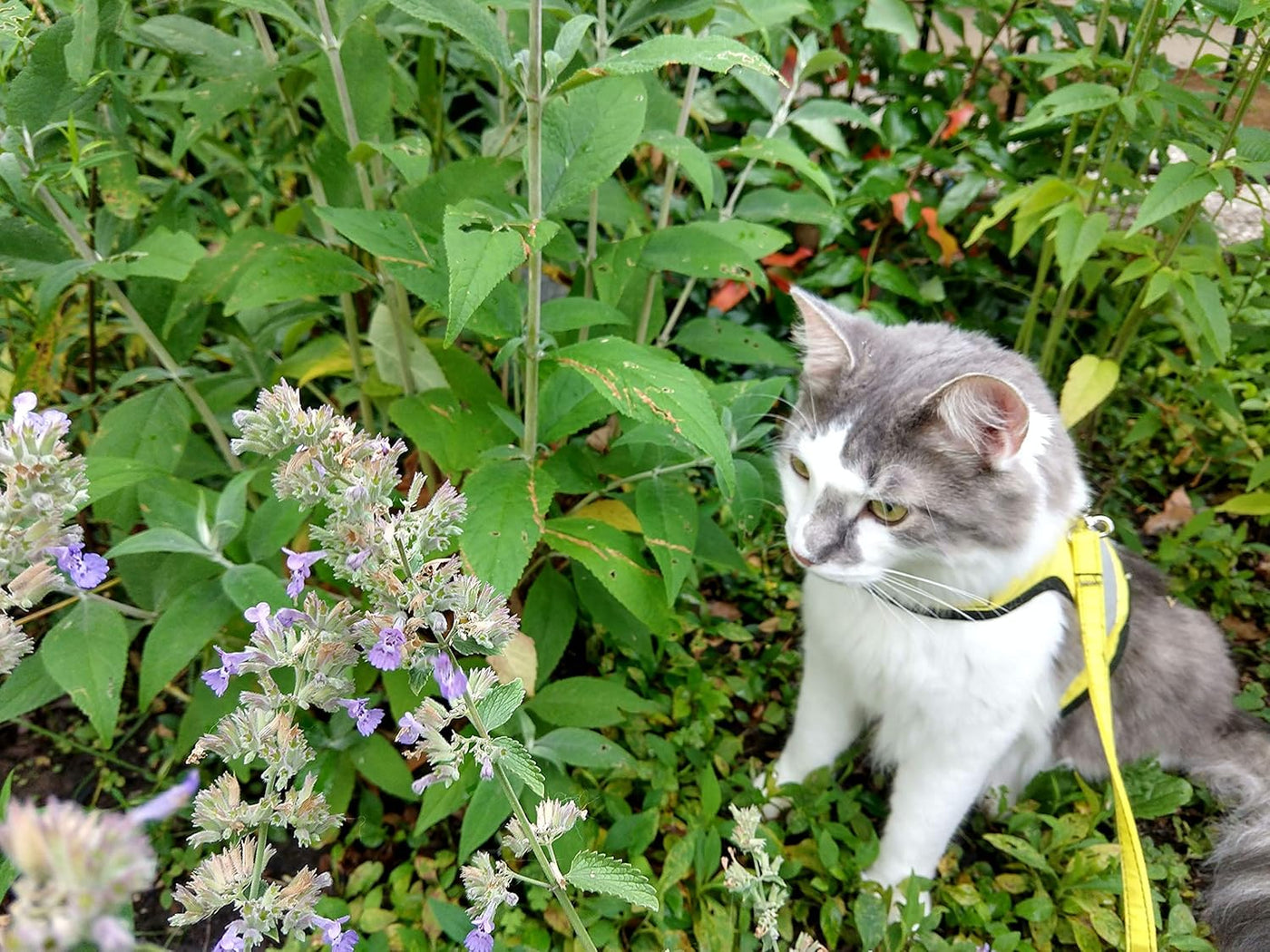 Holster Leash, Sunshine Yellow