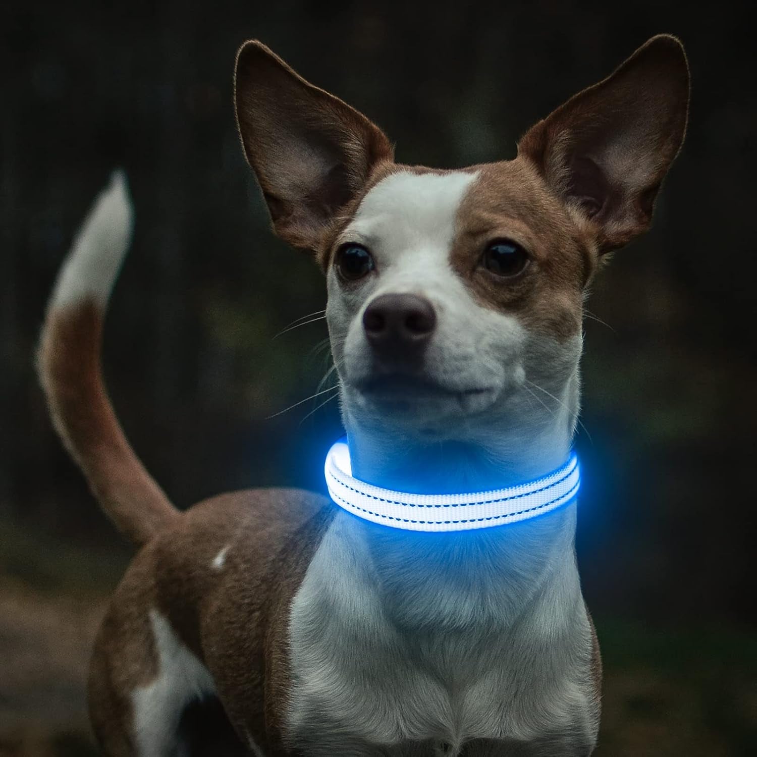 Light up Dog Collars Rechargeable Puppy Collar Lighted Cat Collar Glow in the Dark Dog Lights for Small Dogs & Cats (X-Small, Blue)