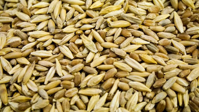 Cat Grass Blend - Wheat, Barley, Oats, and Rye Seed Mix - Non-Gmo - Certified Organic - Bonus CAT Toy (8 Oz)