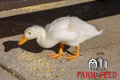 | Four Seasons | Cracked Corn | Wild Bird Food | Backyard Songbird | 4 Pounds